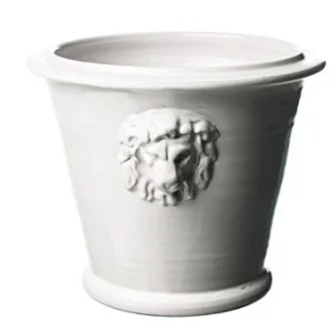 Lejonkruka stor vit